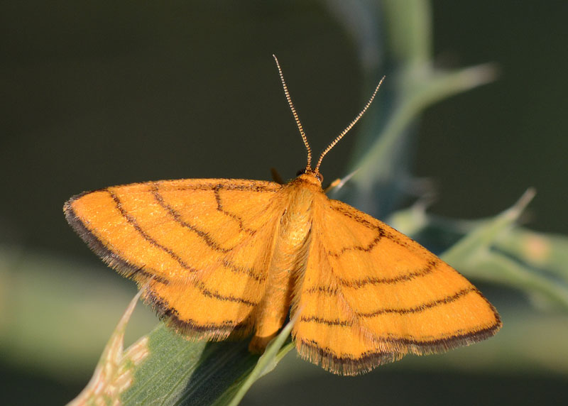 Geometridae Idaea aureolaria ? - Si